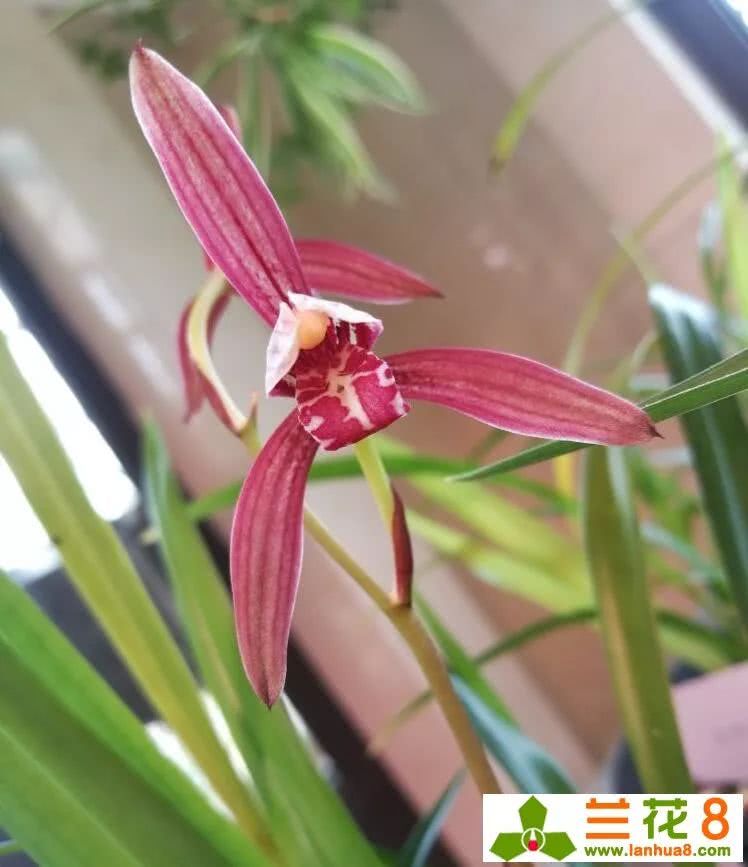 生长势是否强劲是兰花挑选审美的重要条件
