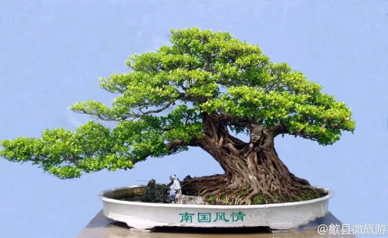 1个盆景出价600万 植物也可以做成艺术品