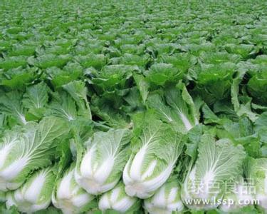 秋季栽种蔬菜适宜品种和种植技巧分析