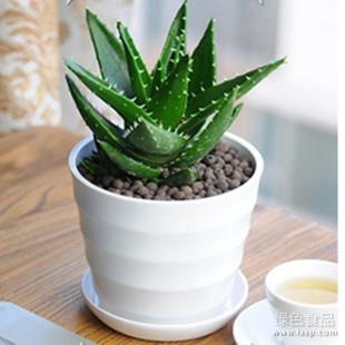 美容养颜可食用——家庭盆栽芦荟的技巧