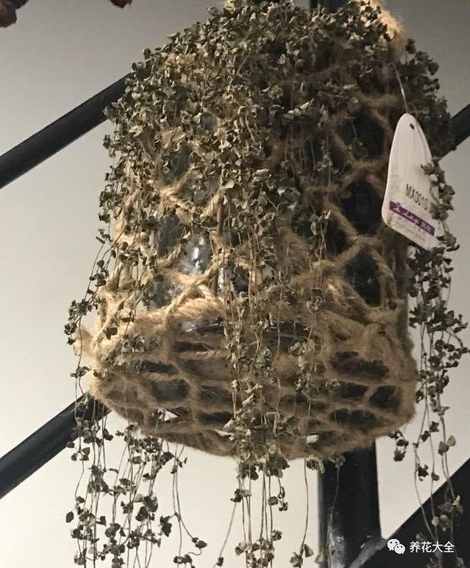 茉莉黄叶又干尖?这样一处理 还能接着长新芽