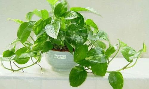 这些植物养在室内 不仅美还能净化空气