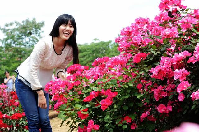 此花花荣秀美 姿色多样 四时常开 更被誉为花中皇后