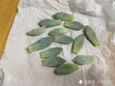 霜之朝不会叶插?教你一招轻松解决叶插难题