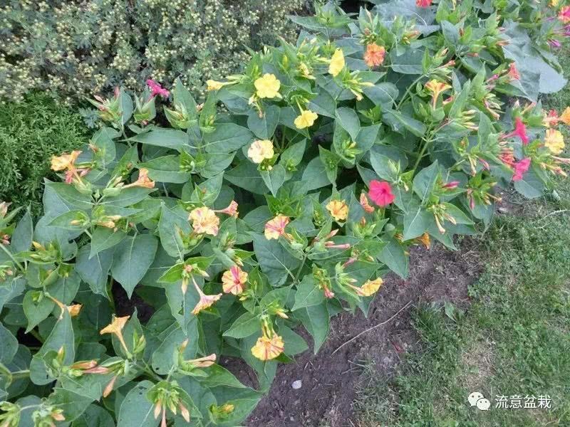 掌握这四点 夏季浇花不是难题