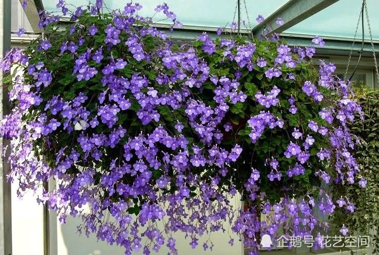 这种花 当年种全年有花赏 花朵玲珑小巧 飘逸可爱 值得拥有