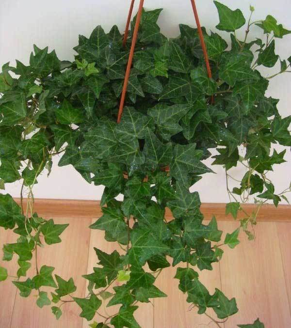 家里还在种吊兰?这7种植物比它更养生 轻松活到一百岁