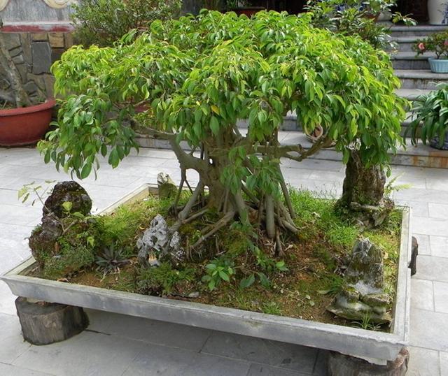 家里万万要放上这三种植物 净化空气除甲醛 对家人身体越来越好