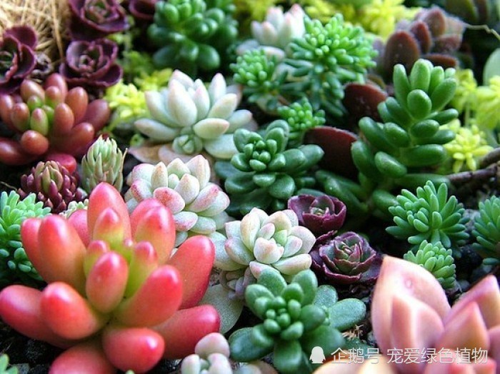 夏天养多肉植物 温度再高 切记不要做这件事