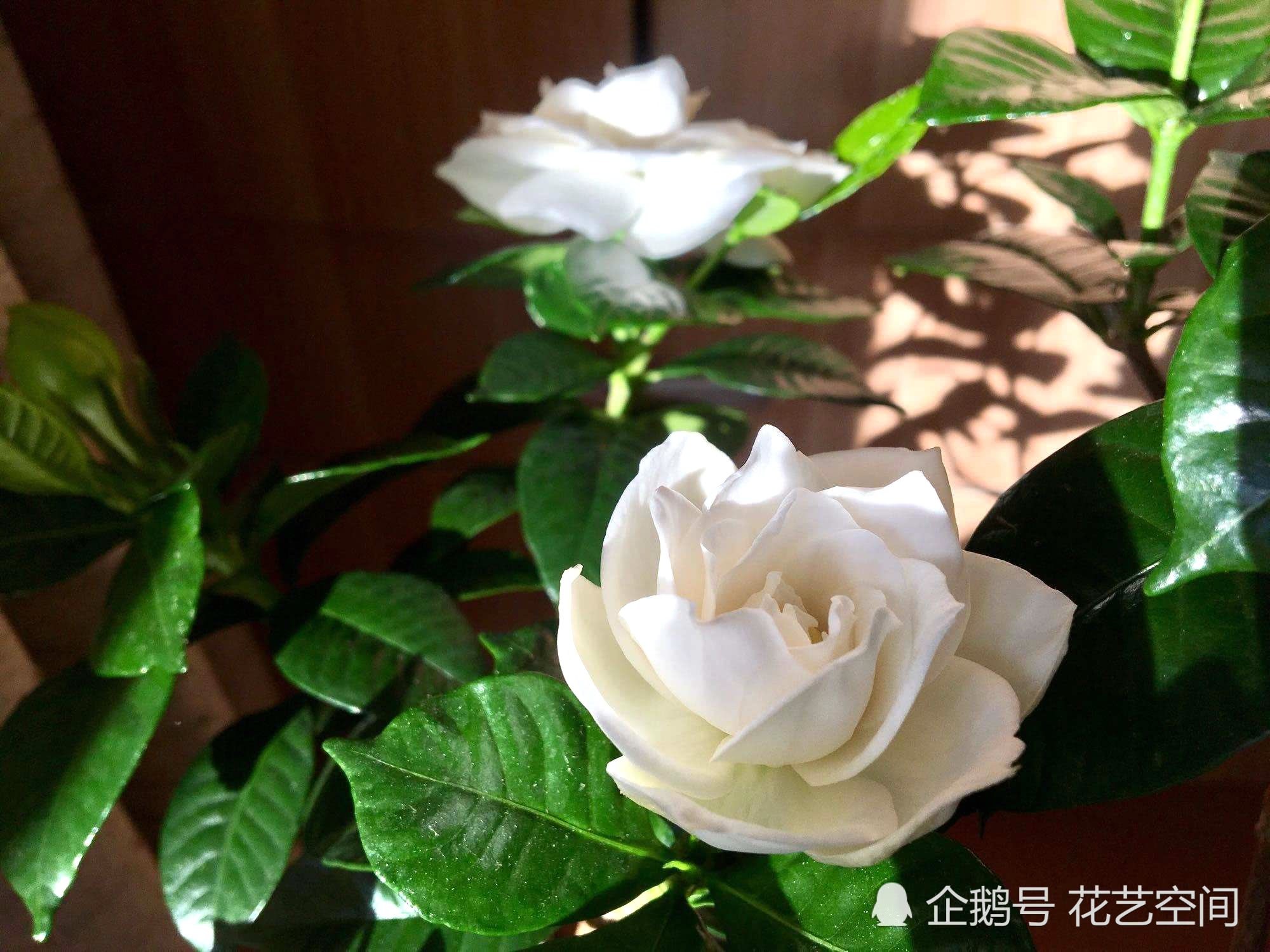 养栀子花的小妙招 一年从头开到尾 花大又香
