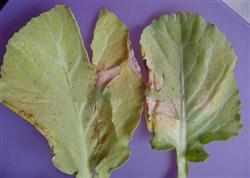 甘蓝菜种植：什么是甘蓝根腐病？