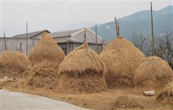 大球盖菇种植：怎么用稻草生料栽培大球盖菇？