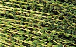 芝麻种植：种植夏芝麻怎么施肥好？