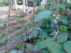 芸豆种植：芸豆什么时候施硼肥好？