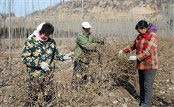 金银花种植技术：金银花什么时候冬剪？