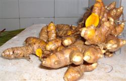 生姜种植技术:种植黄姜要注意什么?