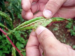 石榴树种植:石榴树一般有哪些虫害?