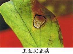 玉兰斑点病怎么防治？