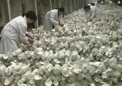 什么是白灵菇乱现蕾,应该怎么防治?