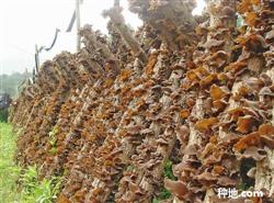 黑木耳科学栽培?
