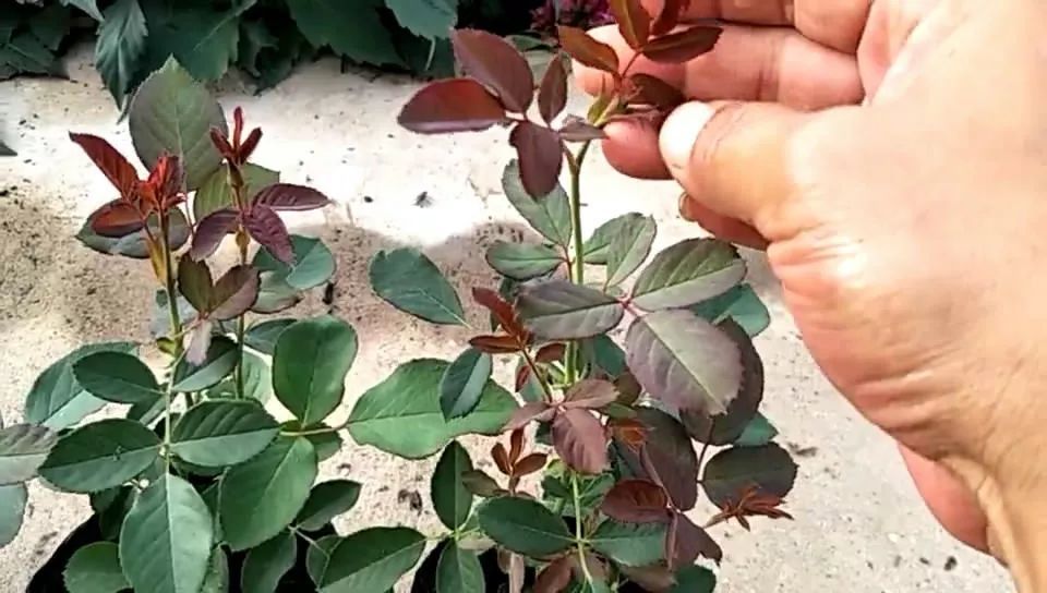 月季花苞全掐掉 从牙签苗到爆盆 只用一个月