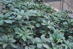 分享:重楼种植技术