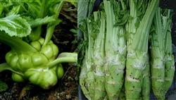 芥菜种植:茎用芥菜怎么施肥好?
