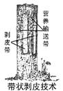 杜仲环剥时要注意什么?