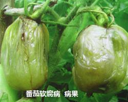 番茄种植技术：秋茬番茄为什么烂果？