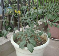 樱桃番茄种植:盆栽樱桃番茄怎么种植?