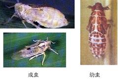 怎么防治水稻褐飞虱、白背飞虱？