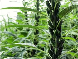 种植黑芝麻要注意什么问题?