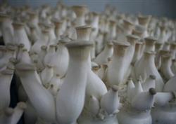 杏鲍菇栽培流程是怎么样的?