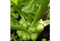 茎用芥菜如何种植?