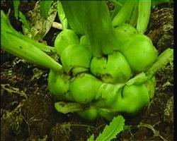 根用芥菜怎么施肥好?