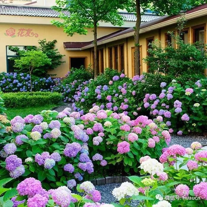 庭院草花15款 款款花量大 开不完 花海扮靓生活