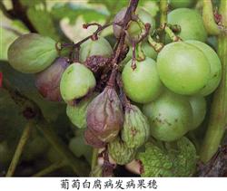 种植葡萄夏季如何防治病害?