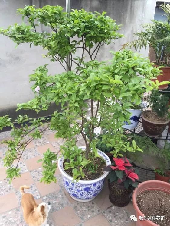 这种花有茉莉香 花儿同时有3色 一开300多天 人人养得好