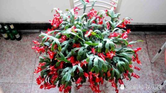 养蟹爪兰做好这2点 可以控制花期 促使开花整齐、多花