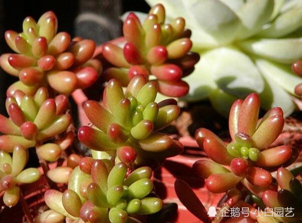 你还不懂虹之玉怎么养?给你带来似虹如玉的最新养殖方法