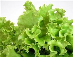 生菜种植怎么提高品质?