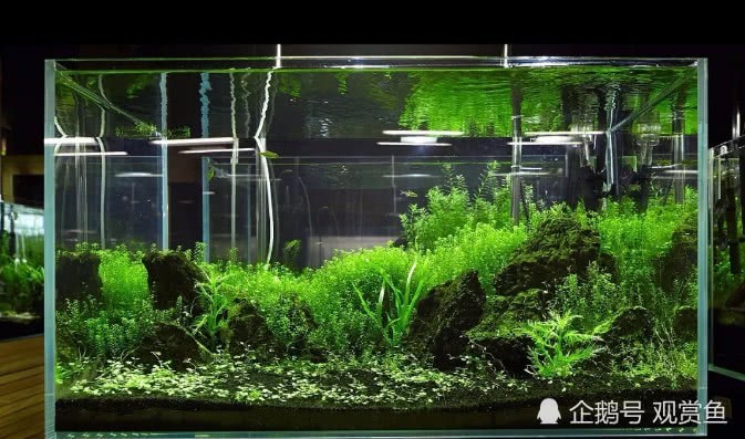 航泰水族：没想到水草的作用这么大？得赶紧试试了