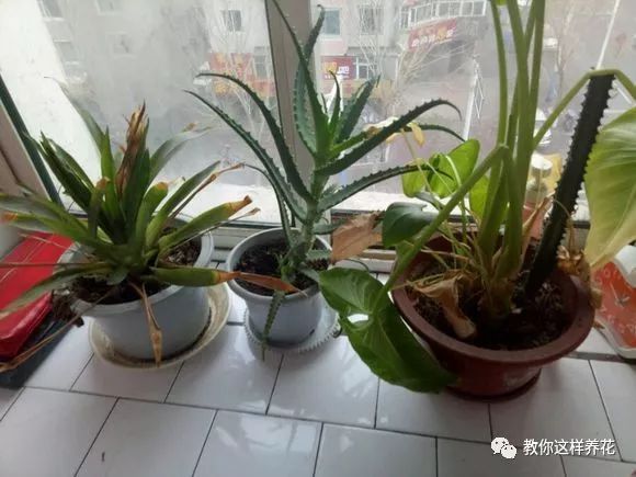 夏天一阳台的花都死了？赶紧救 还能捡回一条命
