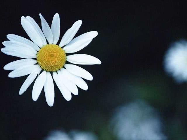 菊花久久不开花 催花方法你知道吗?