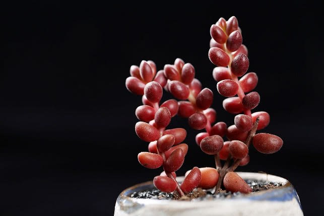 这8种多肉植物如同各种颜色的珠子非常可爱 你知道几种?