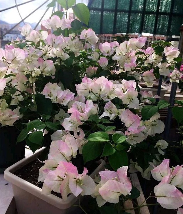 夏季炎热多雨三角梅如何养护？每月用几次它 不烂根不黄叶开花多