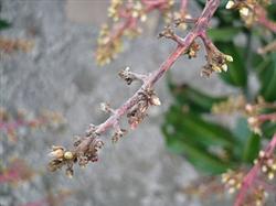 怎么防治芒果白粉病