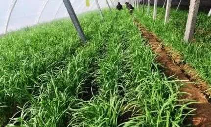 韭菜想要长得好 刀刀追肥很重要 夏季歇苗也不能少