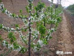 早期大樱桃怎么种能丰产？