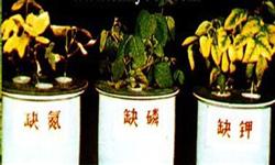 大豆缺素症的识别与补救